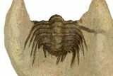 Spiny Leonaspis Trilobite - Foum Zguid, Morocco #186713-3